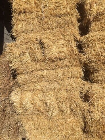 А/ч жаныбарлары үчүн тоюттар: Арпа саман-300 түк — 1