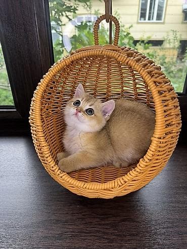 кошка британка: Скотиш Страйт (Шотландская прямоухая), 2 месяца, Девочка, Золотая шиншилла, Приучена к лотку, Проглистована, С документами — 2