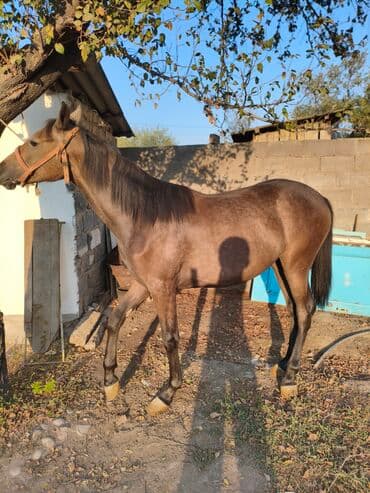 собака доберман сколько стоит: Продаю | Кобыла (самка) | Конный спорт — 1