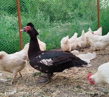 в связи с переездом отдам попугая жако в добрые руки: Читайте описание внимательно. 👆 У нас большой ассортимент мяса птицы👇 — 4
