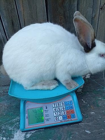 кошка манчкин: Продаю | Крольчата | Для разведения — 8