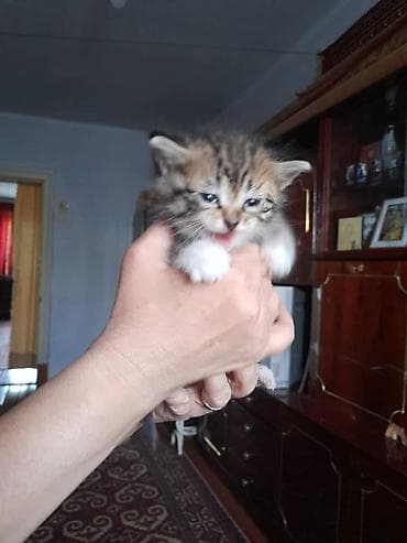 акти: Котята, пушистые комочки счастья с белыми «носочками» и ярко‑голубыми — 6