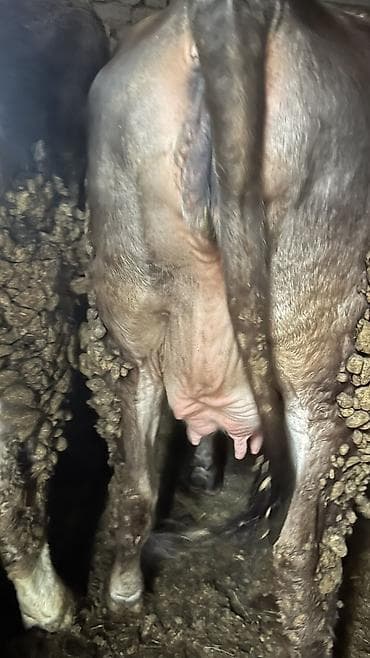 кожа коровы: Продаю | Корова (самка) — 3