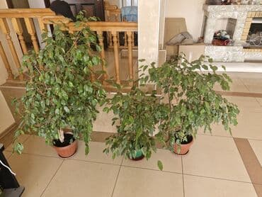 мягкая мебель в бишкеке фото цены: Комнатные растения в горшках/кашпо: - Спатифиллум (несколько кустов в — 2