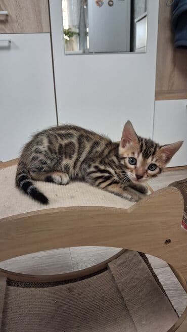 немецкая овчарка щенок в оше: Бенгальская, 2 месяца, Девочка, Приучена к лотку, Проглистована, С документами — 2