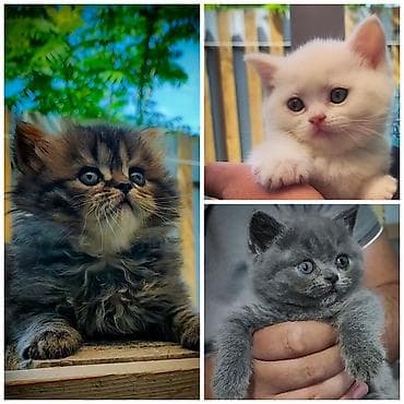 сиамская кошка даром: -! ШОТЛАНДСКИЕ ПОРОДИСТЫЕ КОТЯТА ! — 1
