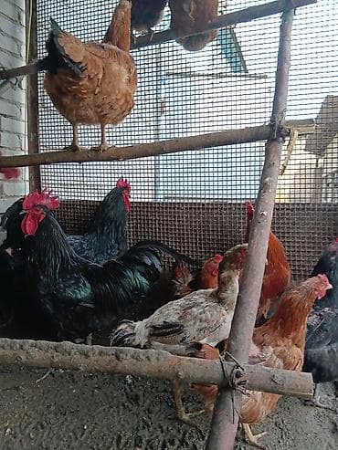 журавль: Продаю — 3