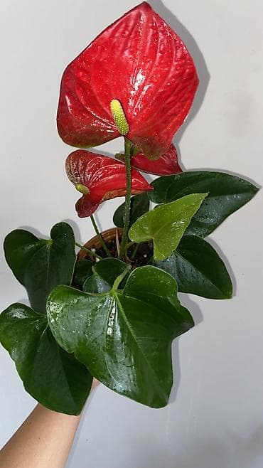 цветущие: Антуриум (Anthurium andreanum) в горшке. - Компактный куст с крупными — 4