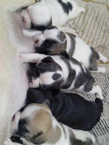 отдам в хорошие руки щенка ягдтерьера: Бульдог, 1 месяц, Самец, С прививкой — 3