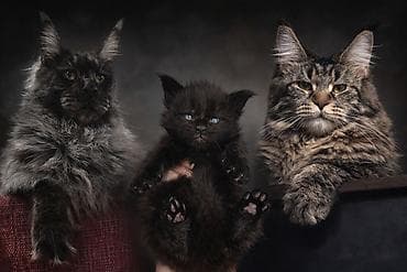 стафф купить щенка: Предлагается шикарный мальчик мейкуна к предварительному — 1