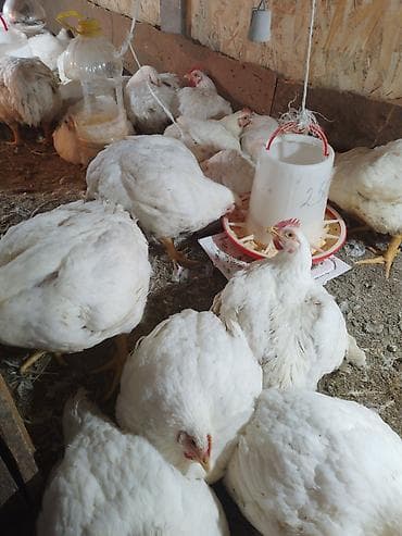 корм для голубей: Продаю | Куры | Бройлерная | На забой — 5