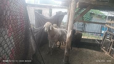 ит аты: Сатам | Ургаачы кой (ургаачы) | Аргын | Көбөйтүү үчүн | Ургаачы — 3