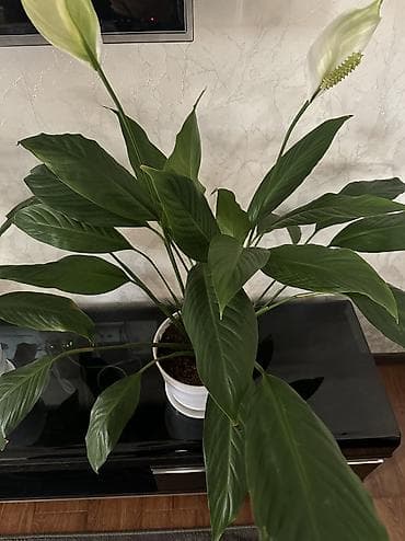 светы: Спатифиллум (Spathiphyllum) в горшке - Комнатное цветущее растение с — 5