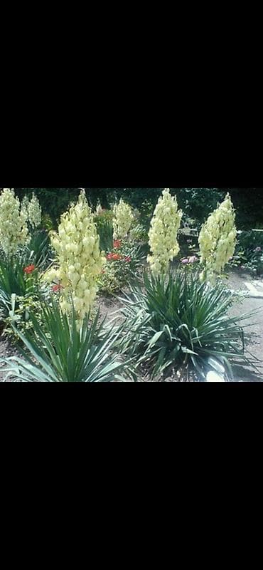 Юкка нитчатая (Yucca filamentosa) – декоративный вечнозелёный куст с