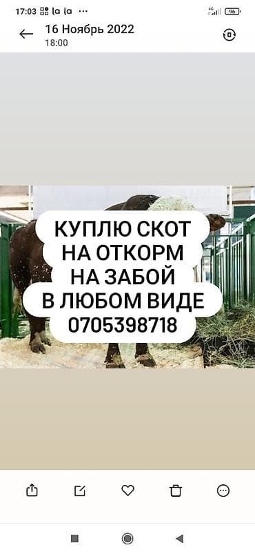 као мани купить: Частное лицо, Колбасный цех : Коровы, быки, Лошади, кони, Другие с/х животные, | Круглосуточно, Любое состояние, Забитый — 1