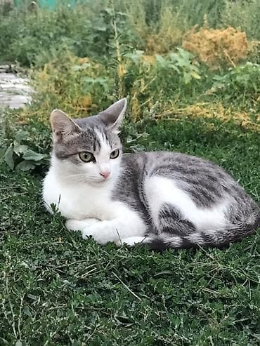 scottish fold: Кошка даром: Беспородная, 1 год, Девочка, Приучена к лотку, Проглистована — 2
