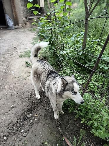 Собаки: Хаски, 9 месяцев, Самец — 5