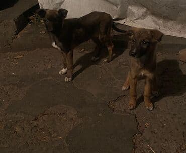 продам собаку: Овчарка, 2 месяца, Самка — 4