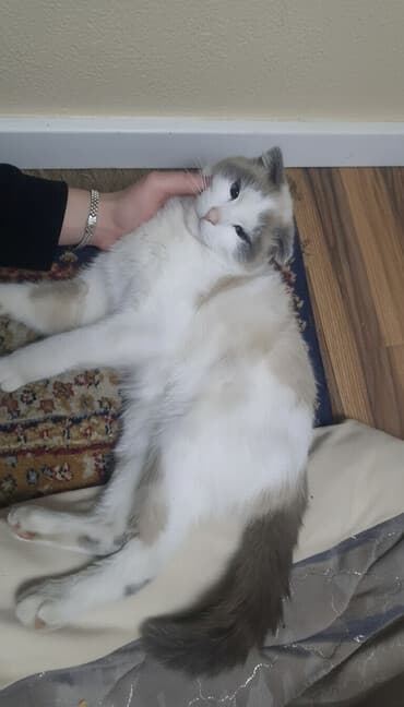 купить вислоухого котенка: Кошка даром: Беспородная, Девочка, Приучена к лотку — 1