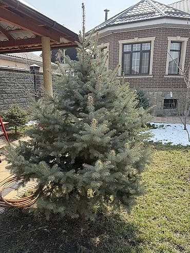 Уруктар жана көчөттөр: Ель голубая (Picea pungens Glauca) для ландшафтного озеленения. 6 шт — 5