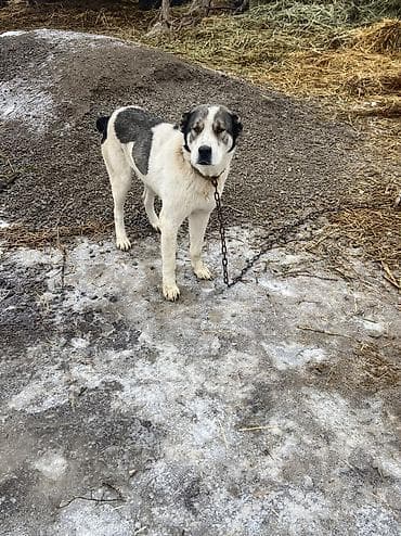 далматинец купить: Алабай, 1 год, Самец — 2