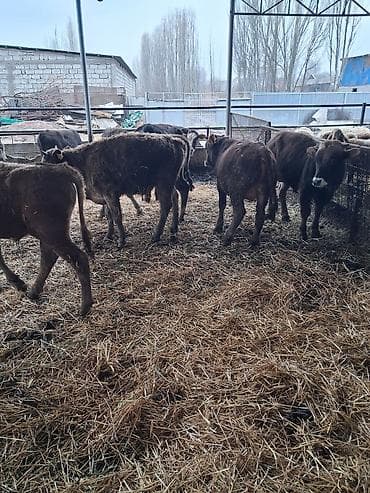 Продам с/х животных: Продаю | Бык (самец) | Швицкая | На откорм | Племенные — 1