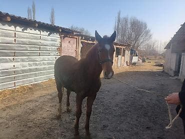 Башка жаныбарлар: Сатам | Тай | Аргын | Көбөйтүү үчүн — 2