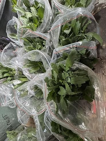 кливия цветок: Ромашка садовая (нивяник, Leucanthemum) — набор делёнок/черенков для — 4