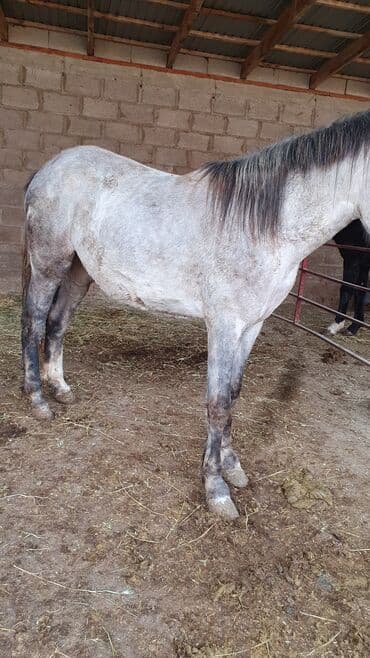 весы для животных: Продаю | Кобыла (самка) | Полукровка — 4