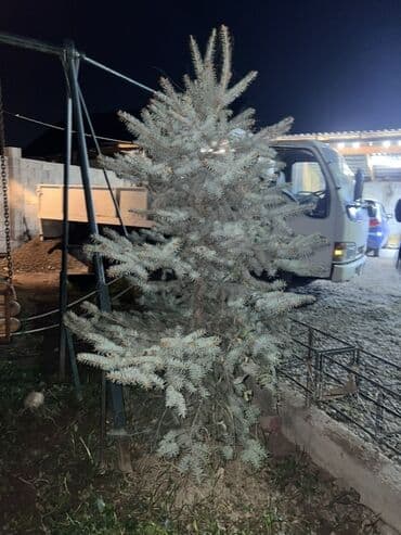 Удобрения и садовая химия: Саженцы деревьев: Ели — 5