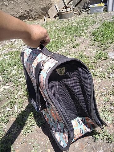 Мышыктар сатылат: Рыжий домашний котенок. отдам в хорошие руки - Окрас: теплый — 7