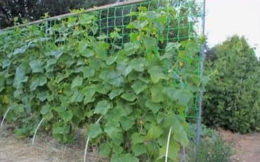 фитолампы для растений: Декор для дома и сада — 1