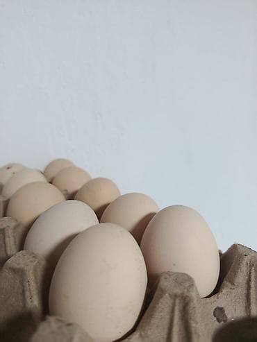 туша курицы: Куриные яйца в бумажном лотке. - Цвет скорлупы: светло‑бежевый — 1