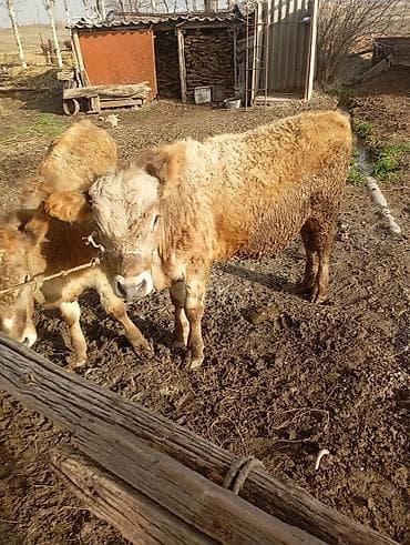 раки купить: Продаю | Бык (самец), Тёлка | На откорм | Привязанные — 5