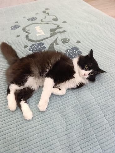 кошка котёнок: Кошка даром: Беспородная, 8 месяцев, Мальчик, Приучена к лотку, Проглистована, С прививками — 3