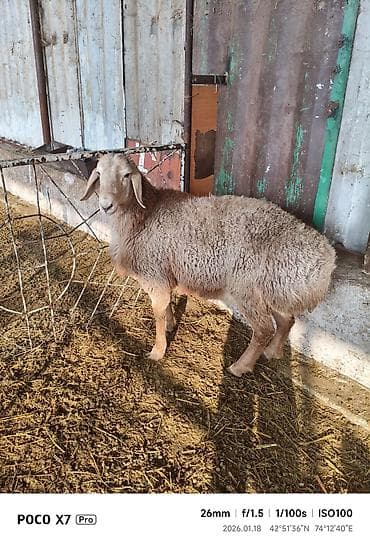 Продаю | Баран (самец) | Арашан | Для разведения, На забой, Для шерсти