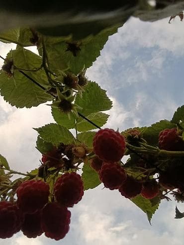 Продаю саженцы ремонтантной малины сорта "Геракл". Отличается высокой