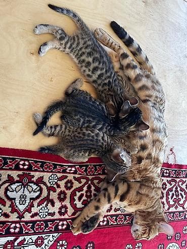 Котята помесь бенгала с домашним котом . Ярким леопардовым — 10