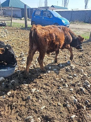 А/ч жаныбарларын сатып алам: Сатам | Бука (эркек) | Аргын | Бордоп семиртүү үчүн | Байланган — 3