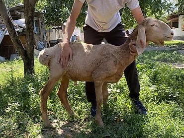 Продаю | Баран (самец) | Арашан | Для разведения at lalafo.kg Продаю | Баран (самец) | Арашан | Для разведения