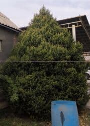 купить ёлку: Продам ёлку. Продам шикарную пышную высокую красивую ёлку. Можно на — 1