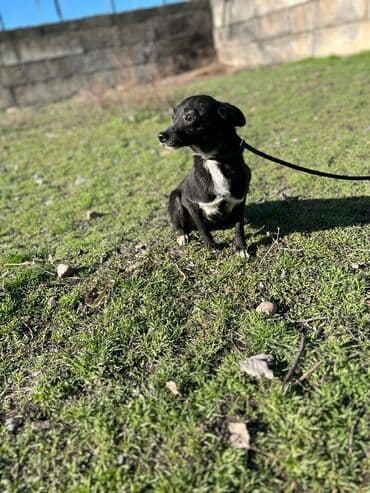 собака машке: Ищем дом для молодой стерилизованной девочки. Привита. Привезём сами — 1