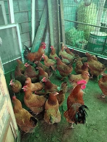 домашный куры: Продаю | Куры | Домашняя | Несушки — 1