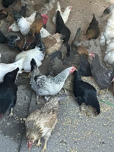 где купить породистых кур: Продаю | Куры, Петух, Цыплята | Кохинхин, Домашняя, Кучинская | На забой, Для разведения, Несушки — 8