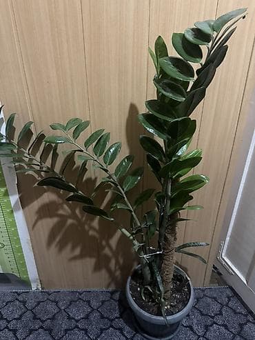 Замиокулькас (долларовое дерево) в декоративном пластиковом горшке. -