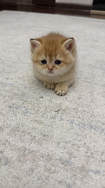 Шиншиллы: Открыто бронирование котят шотландской породы 🐾 Предлагаются к — 1