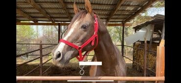 где можно купить молодых кур несушек: Продаю | Жеребенок | Английская | Конный спорт | Племенные — 6