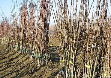 продам курей: Оптомщики(соодагерлер заказ алабыз )Ассалам алейкум туугандар кочоттун — 5