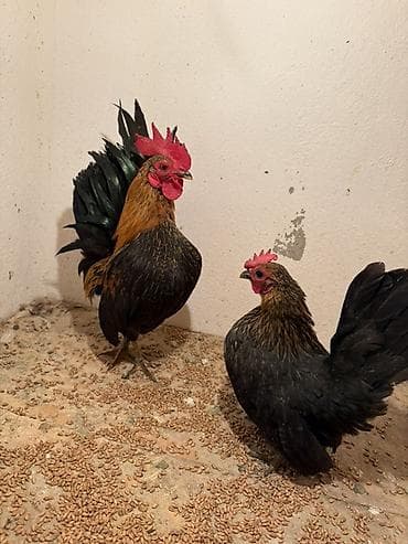 Аквариумдар: Сатам | Тооктор | Көбөйтүү үчүн — 1