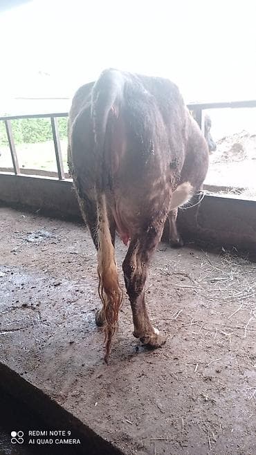 кошка породы мейн кун: Продаю | Корова (самка) | Полукровка | Для молока | Привязанные — 3